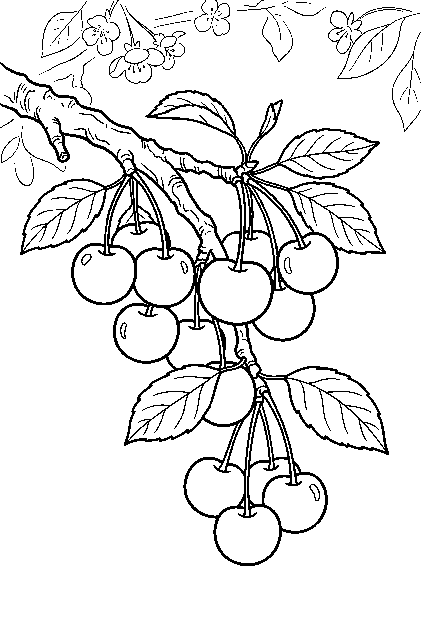 cherries hanging from branch in spring orchard line art